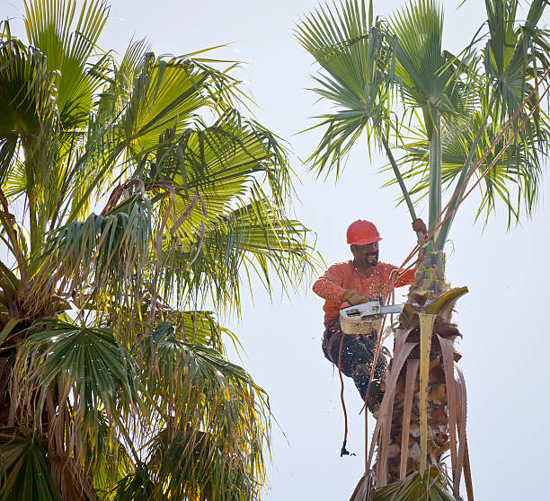 Best Hazardous Tree Removal  in Virginia Gardens, FL